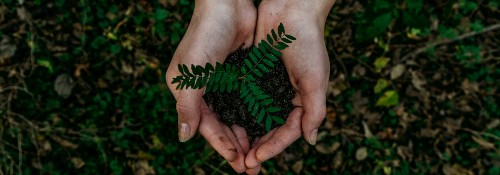 Person holding a pot plant in cupped hands